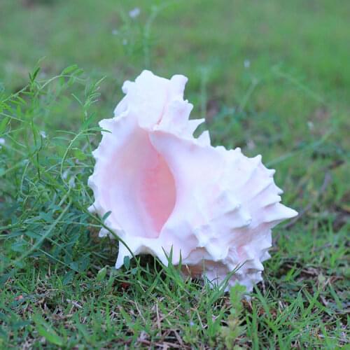 Hot nes Natural shell screw red fish tank yangtz decoration sea conch