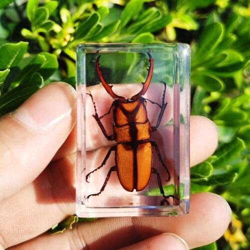 Artificial Amber Insect Specimens Transparent Resin Beetle Scorpion Pendant Rectangular Ornaments Stone CraftsTeaching Tools