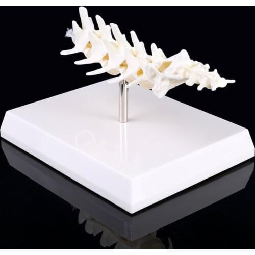 Dog Canine Lumbar Vertebrae with Coccyx Model Aid Teaching Anatomy Display Study