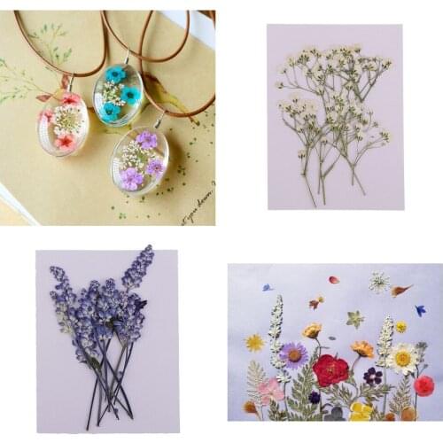 20x Pressed Real Dried Flowers Babys Breath Sage Handmade Bookmarks Gift Packaging DIY Floral Art Craft Artificial Decor