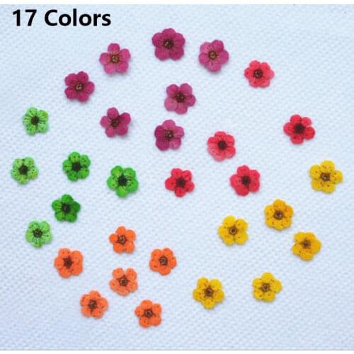 Real Dried Flower Nail Art Decals Papyraceus and Ammi Majus Leaf Dry Plant for Epoxy Resin Pendant Necklace Making Craft DIY