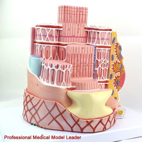 35cm Microanatomic skeletal muscle fibers model MICRO anatomy model 40000 times Medical display teaching