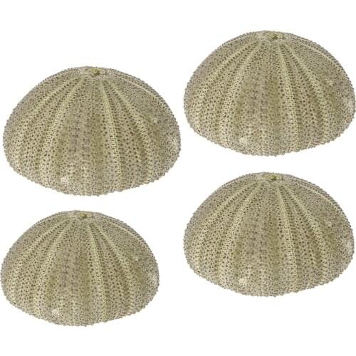 New Natural Sea Urchin Reptile Box Aquarium Gardening Decorations DIY Art Craft Ornament