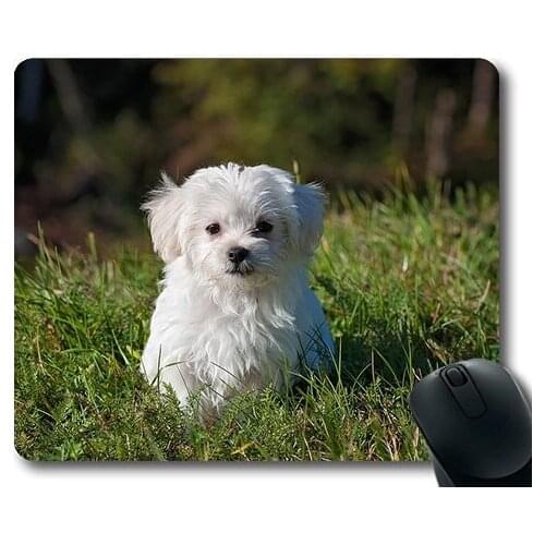 Golden retriever puppy dog,Dog Young Dog Small Dog Maltese White Puppy Young,dogs mouse mat