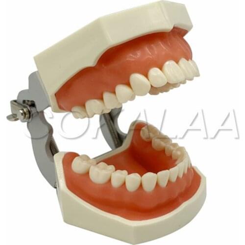 Dental Model Teeth Model gum teeth Teaching Model Standard Dental Typodont Model Demonstration With Removable Tooth