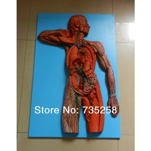 The lymphatic system model,Senior lymphatic system anatomical model