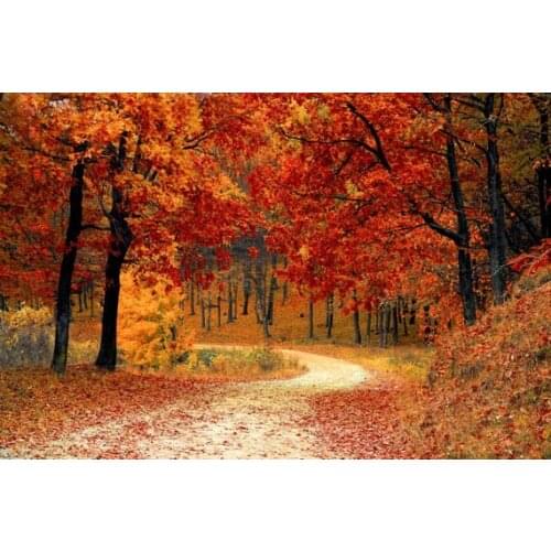 Fall Road Trees Fall Leaves Nature woodland backgrounds High quality Computer print scenic backdrop