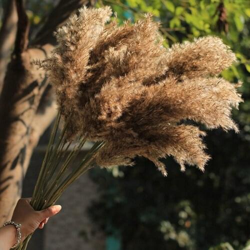 3/5/10 Pcs Dried Natural Wedding Plants Pampas Grass Phragmites &Reed Flowers Decorations Home Christmas Bouquet Ornament