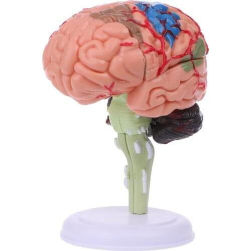 4D Disassembled Anatomical Human Brain Model Anatomy Teaching Tool Statues Sculptures School Use Q1JC