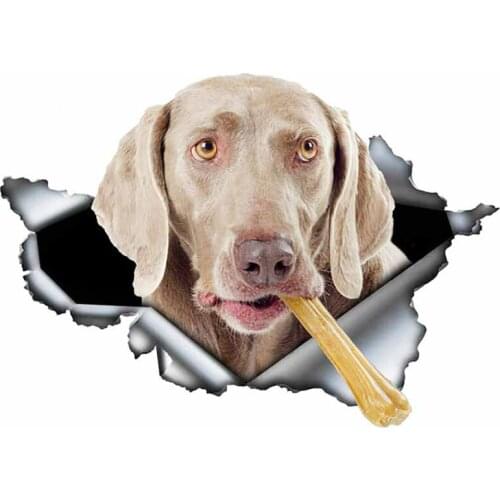 S50080# 13/15/17CM Personality PVC Decal Weimaraner V6 Waterproof Car Sticker on Motorcycle Laptop Decorative Accessories