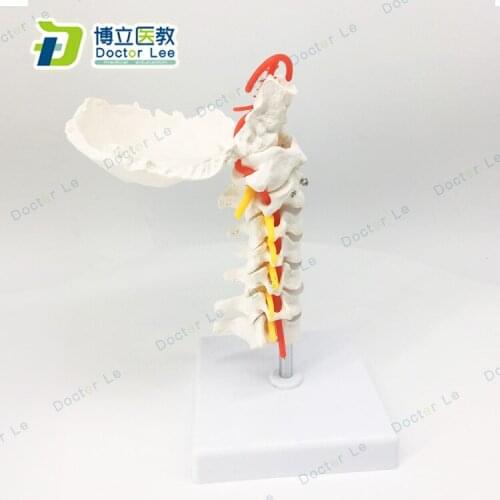 Human Anatomical Model Cervical Carotid Artery Orthopedic Posterior Occipital Disc Nerve Model of Human Bone Specimen