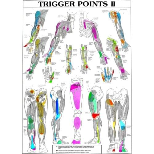 TRIGGER POINTS CHART INFORMATIONAL ANATOMY picture Art Film Print Silk Poster for Your Home Wall Decor 24x36inch