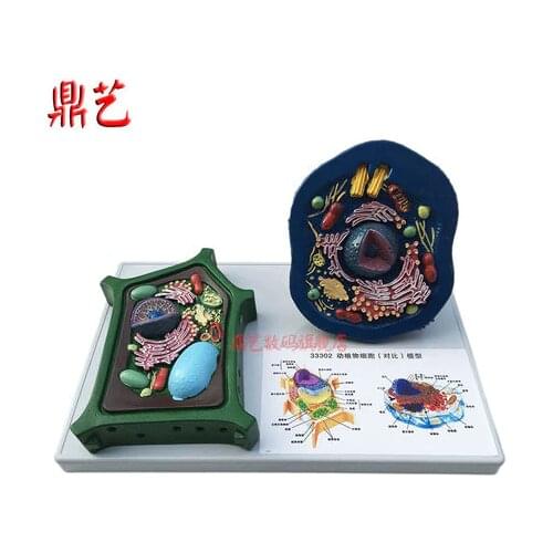 Biological experimental teaching Comparative models of animal and plant cells teaching apparatus free shipping