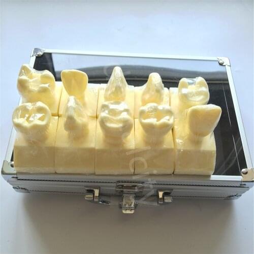 Dental Model ental Cavity Preparation Model #7009 01