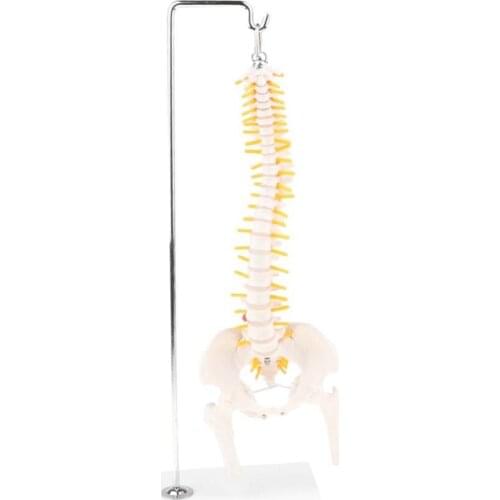 45cm spinal column Human Skeletal Vertical Spine Model with Pelvis medical human anatomical anatomy skeleton