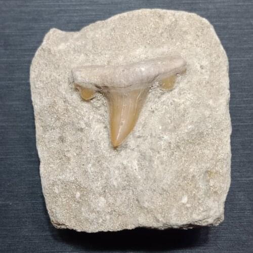 Dhxyzb 4-5cm Natural Shark tooth fossil specimen Original stone rock Quartz Crystal Mineral home Decor teaching Healing chakra