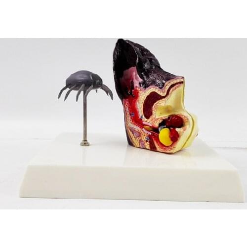 Dog Ear Anatomy Model with Flea Veterinary Science Medical Teaching Aids Dog Ear Healthy Pathology Anatomical Model Canine Model