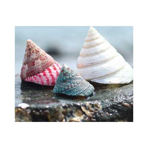 Natural Seashells Conchs Red Turban Shell Pearl Horseshoe Conch Fish Tank Landscaping Roll Shellfish Hermit Crab