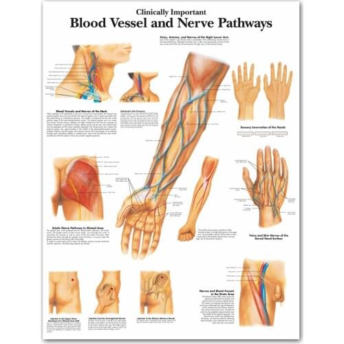 Human Body Zoological Diagram Clinically Important Blood Vessel Nerve Pathways Chart Canvas Print Wall Picture Medical Education