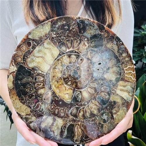 20cm Ammonite Fossil Slice Plate Natura Shell a compassl MADAGASCAR FOSSIL SPECIMEN HEALING decoration