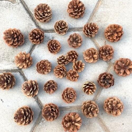 Dried Fruit Set Creative Decoration Decorative Flowers Dried Flowers Decoration Home DIY Photography Props