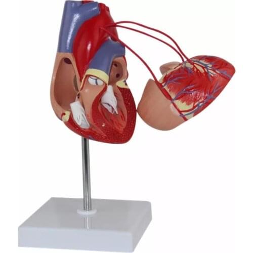 Cardiac Bypass Surgery Heart Anatomy Cardiovascular Human Heart Cardiology Medical Model Specimen
