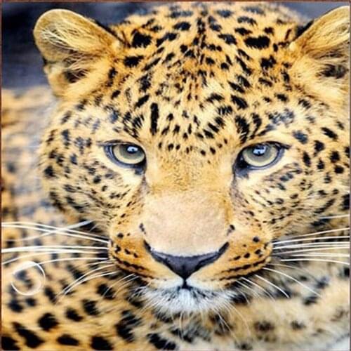 Peter ren DIY Diamond painting cross stitch Diamond embroidery Beast 5d Square or Round diamond mosaic Full image Leopard head