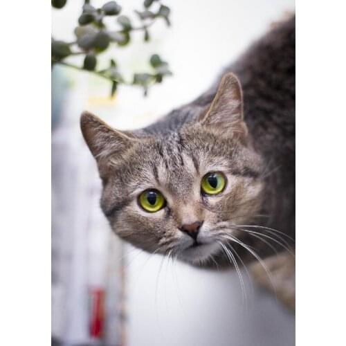 LIPHISFUN Needlework Diamond Painting 5D Embroidery Square/round Full Drill Home Decoration Cat Looking You