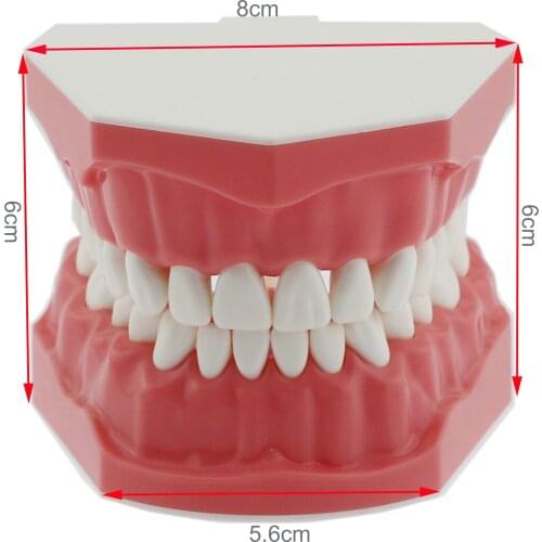 Dental Model Brushing Flossing Practice Teeth Typodonts Model Teaching Studying M7010