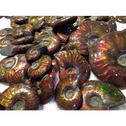 Free shipping Rare Natural conch Ammonite specimens of Madagascar pendant