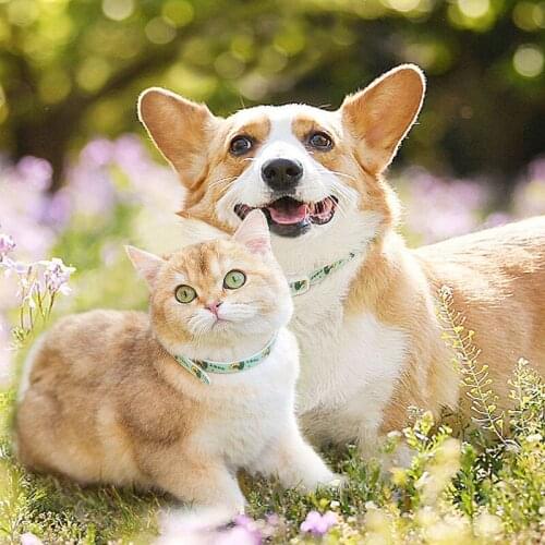 Mites flea collar, for cats and dogs straps, mosquito repellent collars, insects and mosquitoes