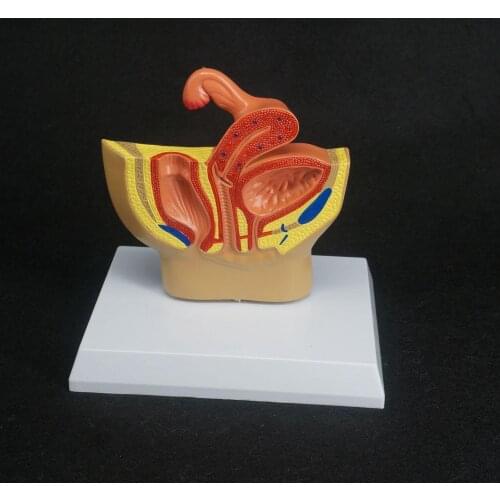 Female Pelvic Gynecological Model Urinary Reproductive System for Medical Science Teaching