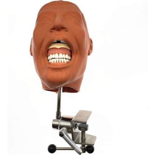 Dental Simulator Manikin Phantom Head model Dental Phantom Head Model With New Style Bench Mount