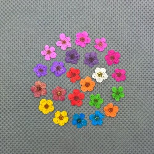 0.6-1cm little Narcissus Natural Dried Flowers DIY Pressed Herbarium Flower Decorative Crafts glass globe filler findings