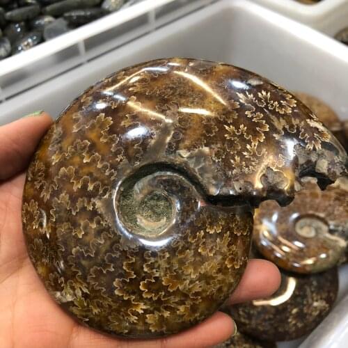 1pcs Natural Ammonite Fossil Specimen Jade Ocean Conch Madagascar Ocean Conch Fossil Home Decoration