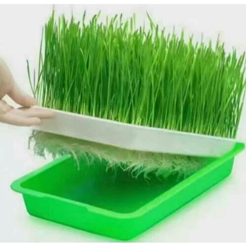 Soilless Seedling Tray for Cat Dog Rabbit Pet Grass Water Planting Nursery Plate Hydroponics Seeded Bed Float Grow Sowing Spout