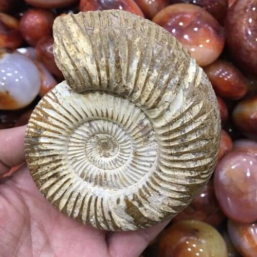 400-500g natural stone and minerals fossil specimen natural fossil from madagascar for home decoration fengshui wholesale price