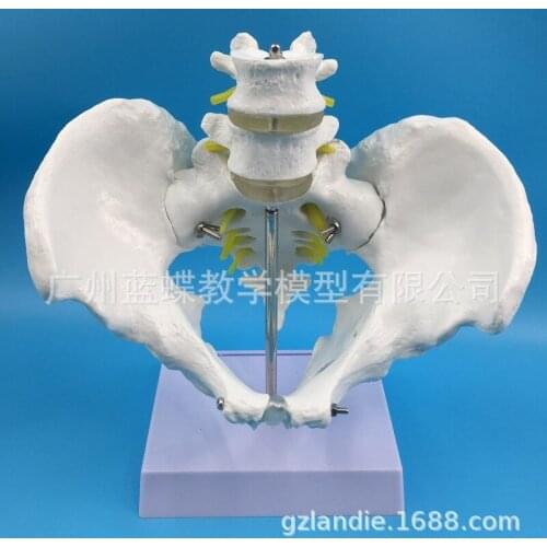 1:1 Medical Anatomy Life-Size Pelvic Skeleton Model with 2pcs Lumbar Vertebrae Male Pelvic Model Medical Humans Skeleton Models