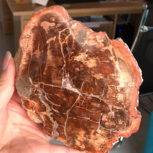 Natural Petrified wood fossil original stone raw Rock Mineral Specimen Healing Reiki home Decor
