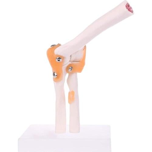 Human Elbow Joint Model Elbow Joint Ligament Model Anatomical Elbow Joint Medical Model Training Teaching Aids