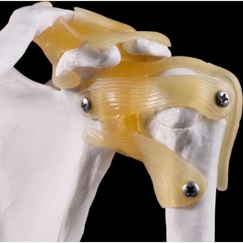 2021 New Functional Anatomical Life Size Human Anatomy Skeleton Shoulder Joint Bone Muscle Model For Teaching Study Tool