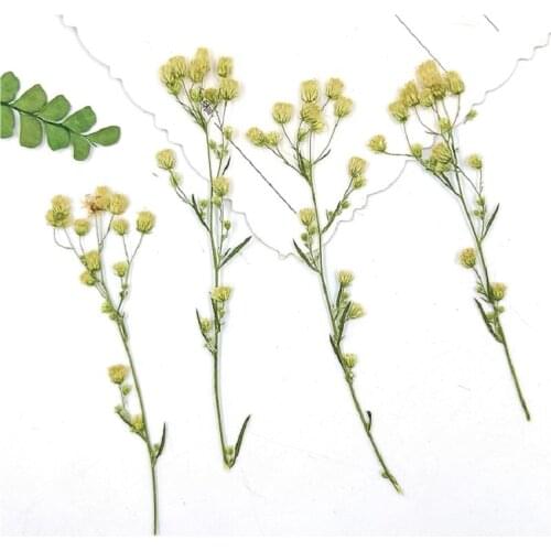 100pcs Pressed Dried Candian fleabane Flower For Epoxy Resin Jewelry Making Bookmark Phone Case Face Makeup Nail Art DIY