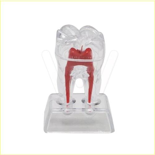 Dentist Dental Crystal Base Hard Plastic Teeth Tooth Molar Model Separable