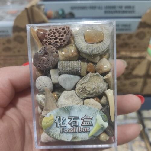 1 Box Mixed Fossil Ore Specimens Science Mineral Rock Museum Teaching Gravel Specimen Materials Natural Stone