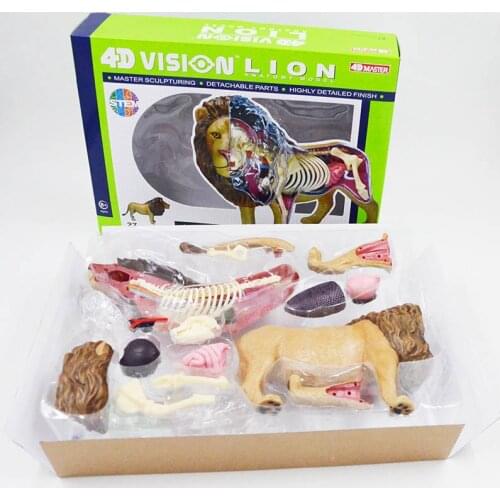 4D MASTER beast wild animal lion internal organs anatomy teaching model puzzle assembly toy
