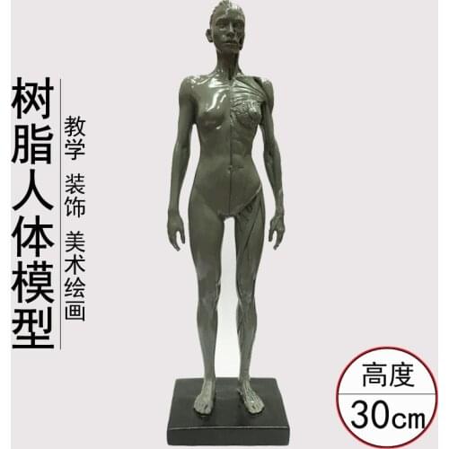 30cm Male Female Human Acupuncture Anatomical Anatomy Skull Blood Sculpture Head Body Model Muscle Bone Artist