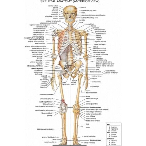 Skeletal System Poster Anatomical Chart Human Body Skeleton Medical Art Film Print Silk Poster Home Wall Decor 24x36inch