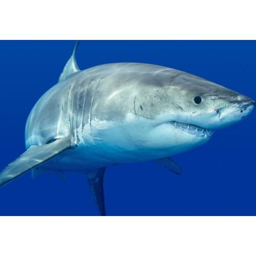 Sharks Animals wallpaper spapel de parede, hotel bar living room sofa TV background kids room 3d wallpaper