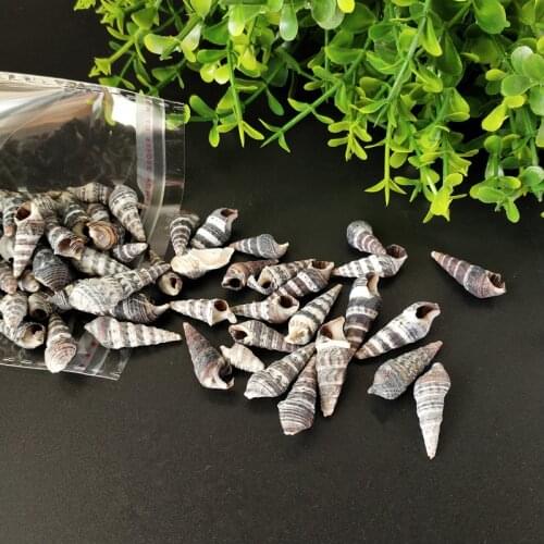 100pcs Natural Conch Shells Black Spiral Stripesscrew in Aquariums Decorative Furnishing Articles DIY Adorn Wall Decoration