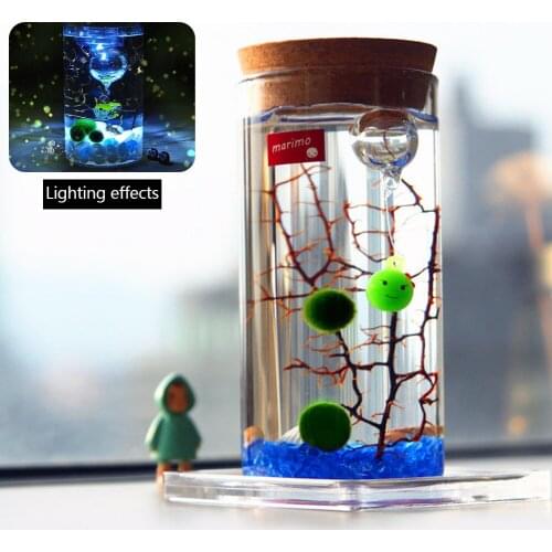 Transparent Vintage Terrarium Hydroponic Plant Vases Flower Pot Vase Frame Glass Tabletop Home Decor Cork Globe Terrarium Glass